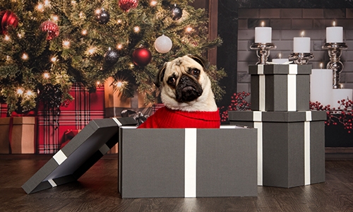 Holiday Pet Photography